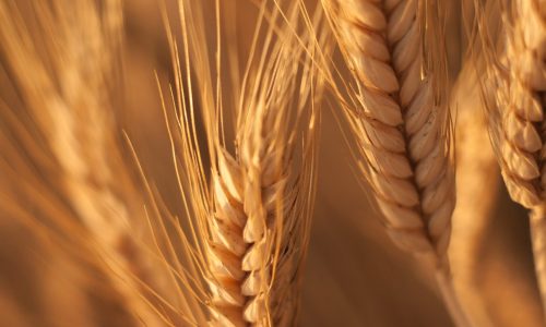 Wheat